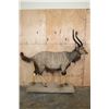 Image 2 : Big Life-sized NYALA on a Base with Wheels