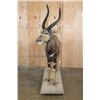 Image 3 : Big Life-sized NYALA on a Base with Wheels