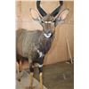 Image 4 : Big Life-sized NYALA on a Base with Wheels