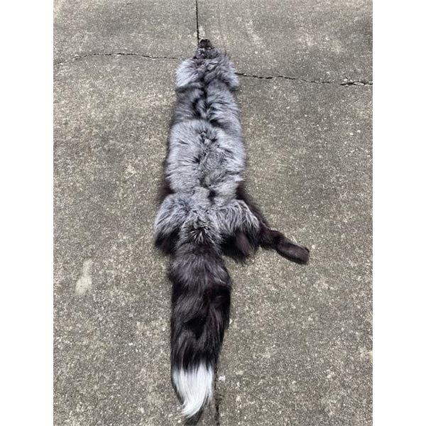 *New* Soft and Tanned SILVER RANCH FOX Fur, Hide, or Pelt