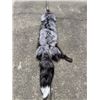 Image 1 : *New* Soft and Tanned SILVER RANCH FOX Fur, Hide, or Pelt