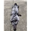 Image 2 : *New* Soft and Tanned SILVER RANCH FOX Fur, Hide, or Pelt
