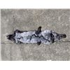 Image 3 : *New* Soft and Tanned SILVER RANCH FOX Fur, Hide, or Pelt