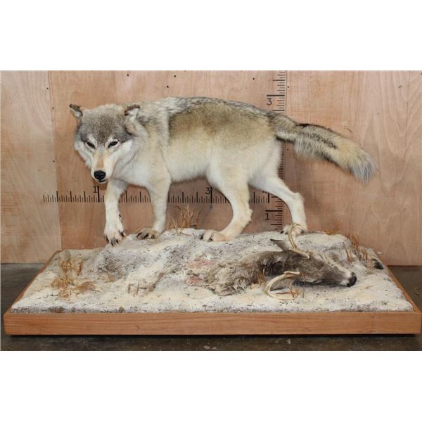 XL Life-sized WOLF with a WHITETAIL Deer Head on a Decorative Snowy Base