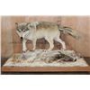 Image 1 : XL Life-sized WOLF with a WHITETAIL Deer Head on a Decorative Snowy Base