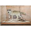 Image 2 : XL Life-sized WOLF with a WHITETAIL Deer Head on a Decorative Snowy Base