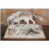 Image 4 : XL Life-sized WOLF with a WHITETAIL Deer Head on a Decorative Snowy Base