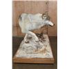 Image 6 : XL Life-sized WOLF with a WHITETAIL Deer Head on a Decorative Snowy Base