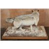Image 7 : XL Life-sized WOLF with a WHITETAIL Deer Head on a Decorative Snowy Base