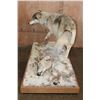 Image 9 : XL Life-sized WOLF with a WHITETAIL Deer Head on a Decorative Snowy Base