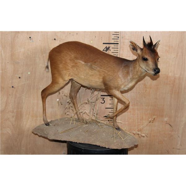 Life-sized RED DUIKER on a Natural Base