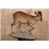 Image 1 : Life-sized RED DUIKER on a Natural Base