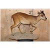 Image 2 : Life-sized RED DUIKER on a Natural Base