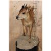 Image 3 : Life-sized RED DUIKER on a Natural Base