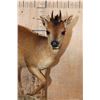Image 4 : Life-sized RED DUIKER on a Natural Base