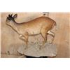 Image 5 : Life-sized RED DUIKER on a Natural Base