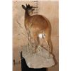 Image 6 : Life-sized RED DUIKER on a Natural Base