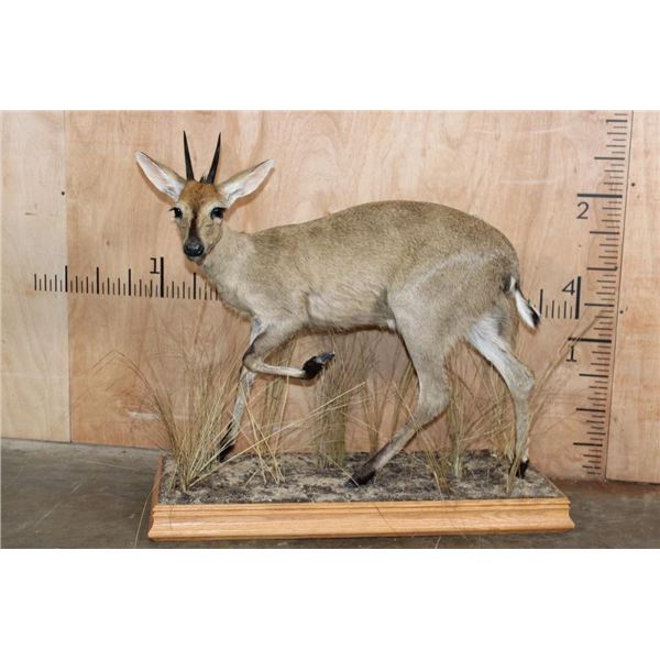 Life-sized COMMON DUIKER on a Decorative Wood Base