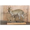 Image 1 : Life-sized COMMON DUIKER on a Decorative Wood Base