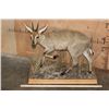 Image 2 : Life-sized COMMON DUIKER on a Decorative Wood Base
