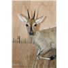 Image 3 : Life-sized COMMON DUIKER on a Decorative Wood Base