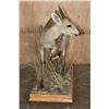 Image 4 : Life-sized COMMON DUIKER on a Decorative Wood Base