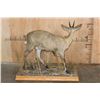 Image 5 : Life-sized COMMON DUIKER on a Decorative Wood Base