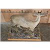 Image 6 : Life-sized COMMON DUIKER on a Decorative Wood Base