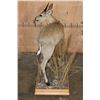 Image 7 : Life-sized COMMON DUIKER on a Decorative Wood Base