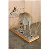 Image 8 : Life-sized COMMON DUIKER on a Decorative Wood Base