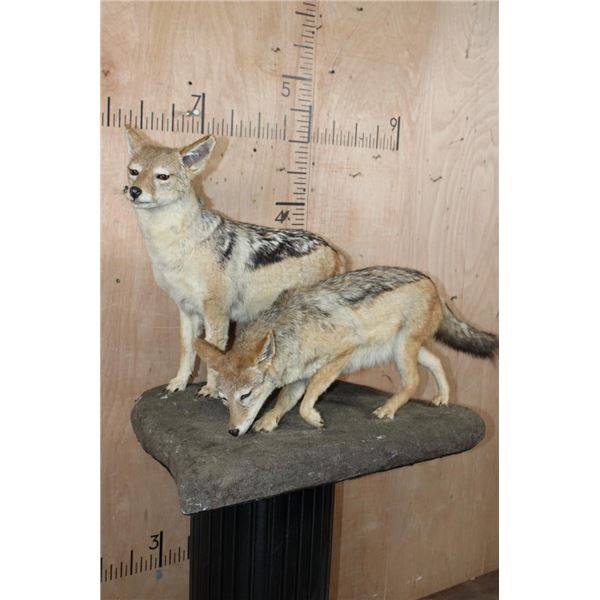 2 Life-sized BLACK-BACKED JACKALS on a Natural Base