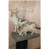Image 1 : 2 Life-sized BLACK-BACKED JACKALS on a Natural Base