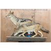 Image 2 : 2 Life-sized BLACK-BACKED JACKALS on a Natural Base