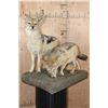 Image 3 : 2 Life-sized BLACK-BACKED JACKALS on a Natural Base