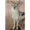 Image 4 : 2 Life-sized BLACK-BACKED JACKALS on a Natural Base