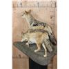 Image 6 : 2 Life-sized BLACK-BACKED JACKALS on a Natural Base