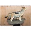 Image 7 : 2 Life-sized BLACK-BACKED JACKALS on a Natural Base