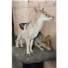 Image 8 : 2 Life-sized BLACK-BACKED JACKALS on a Natural Base