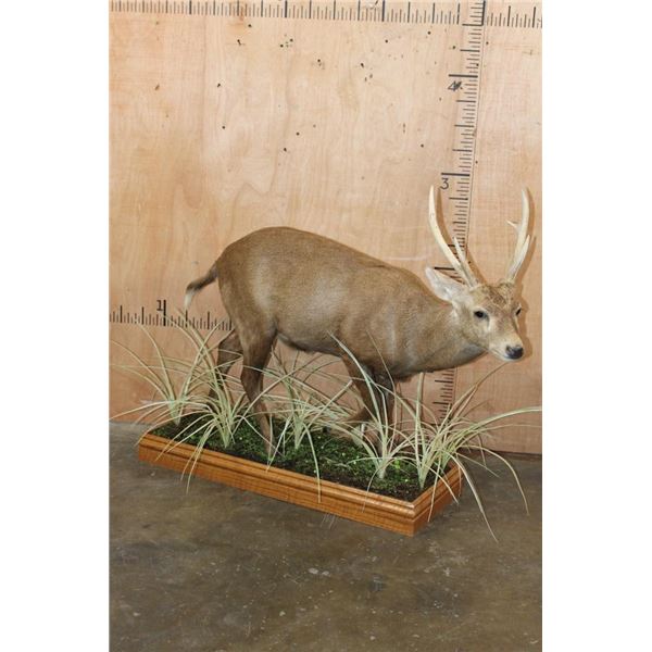 Big Life-sized HOG DEER on a Decorative Wood Base