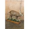 Image 1 : Big Life-sized HOG DEER on a Decorative Wood Base