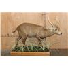 Image 2 : Big Life-sized HOG DEER on a Decorative Wood Base