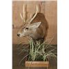 Image 4 : Big Life-sized HOG DEER on a Decorative Wood Base