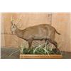 Image 5 : Big Life-sized HOG DEER on a Decorative Wood Base