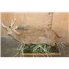Image 6 : Big Life-sized HOG DEER on a Decorative Wood Base