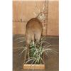 Image 7 : Big Life-sized HOG DEER on a Decorative Wood Base