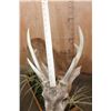Image 8 : Big Life-sized HOG DEER on a Decorative Wood Base