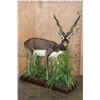 Image 1 : Life-sized BLACKBUCK on a Decorative Base