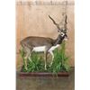 Image 2 : Life-sized BLACKBUCK on a Decorative Base