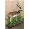 Image 3 : Life-sized BLACKBUCK on a Decorative Base