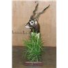 Image 4 : Life-sized BLACKBUCK on a Decorative Base